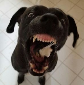 Meet your Posher, Handandez